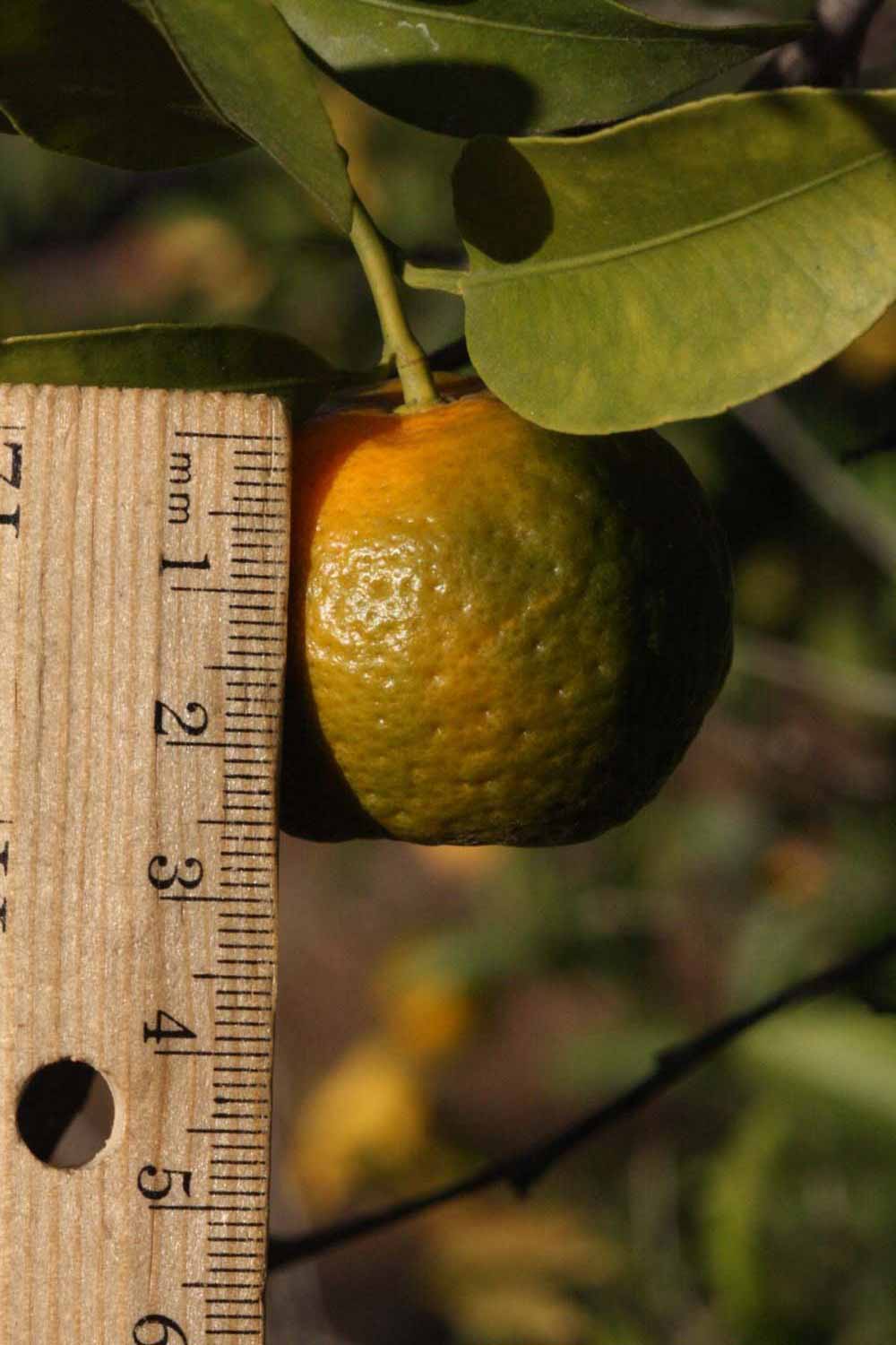            Fruit (Riverside, CA)   